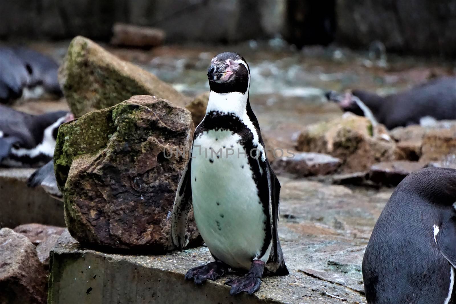 Single Humboldt penguin standing on a rock