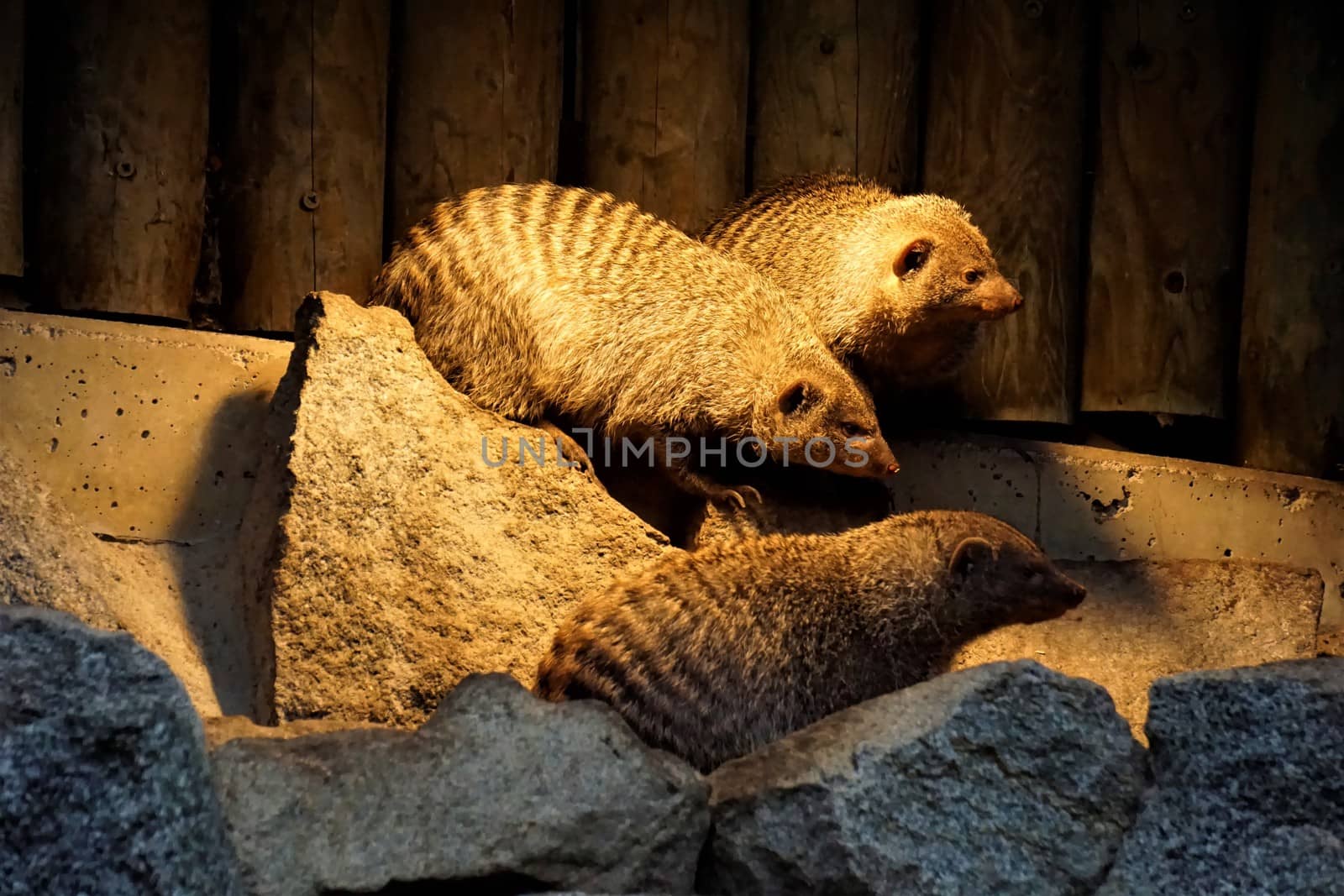 Banded mongoose family on a rock under a lamp