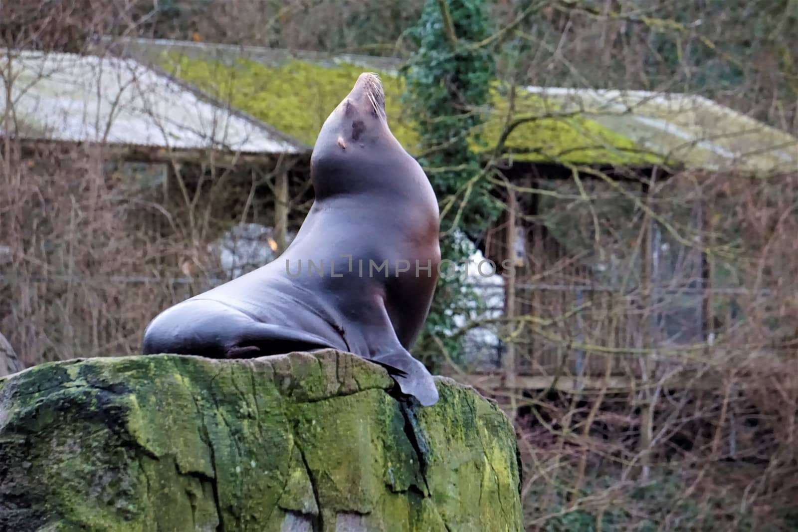 California sea lion chilling on a rock by pisces2386