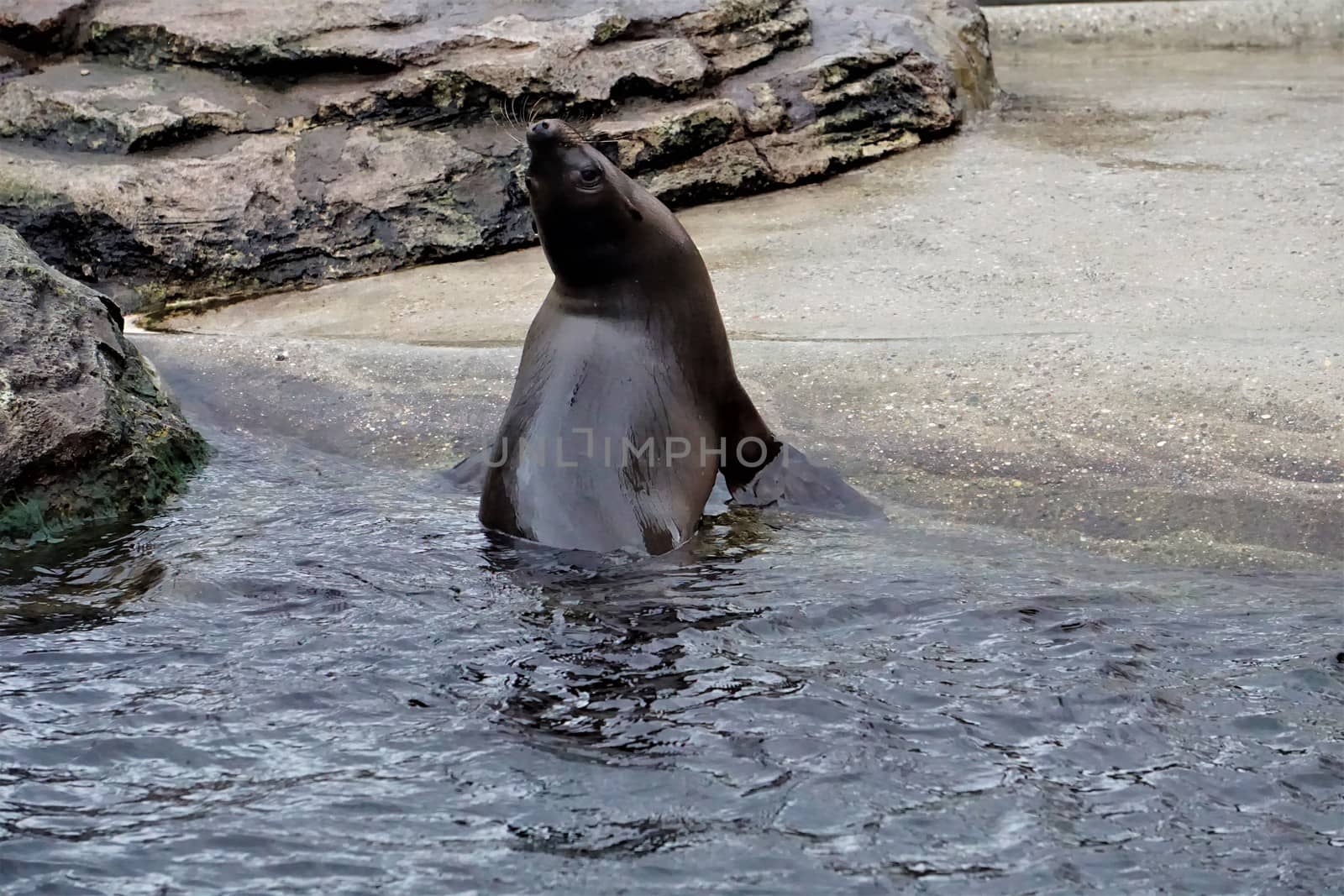 Baby California sea lion looking out the water by pisces2386