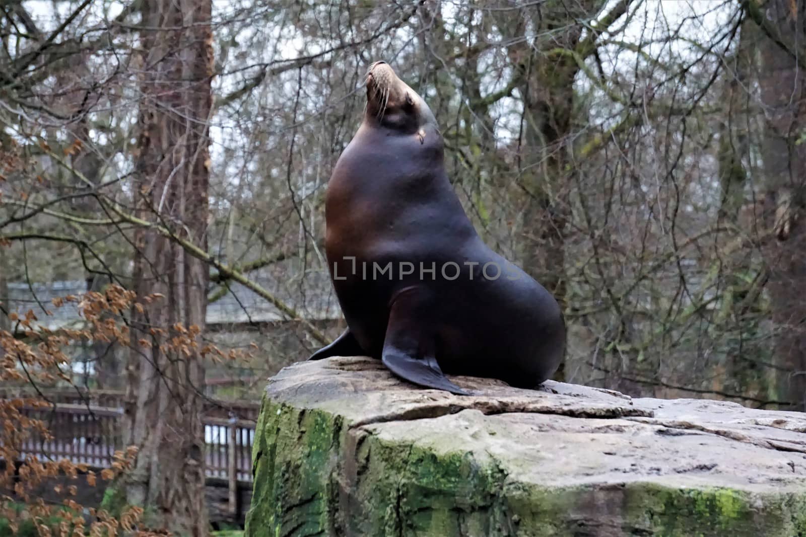 California sea lion looking cute while chilling on rock by pisces2386
