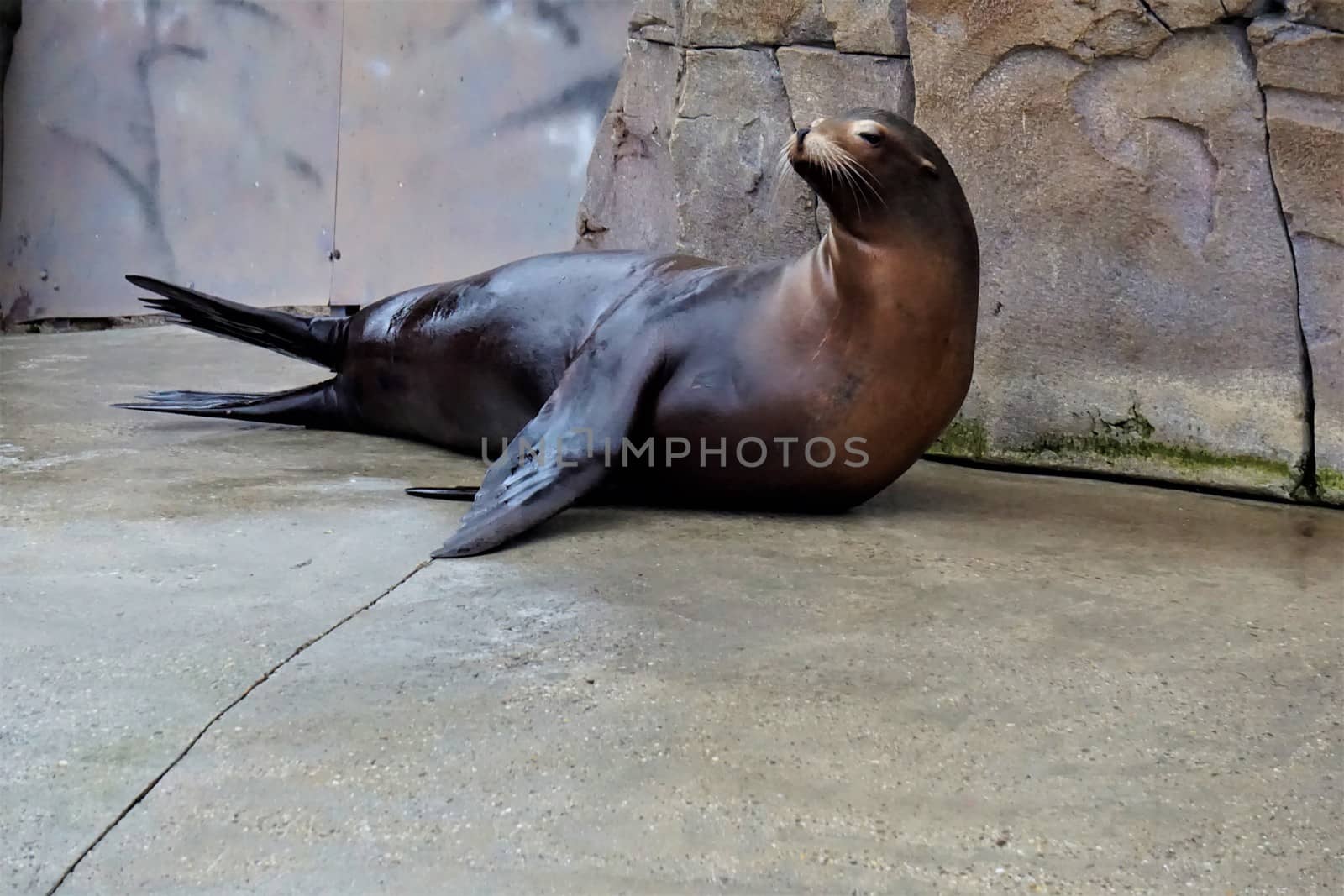 California sea lion lying on the side in the zoo