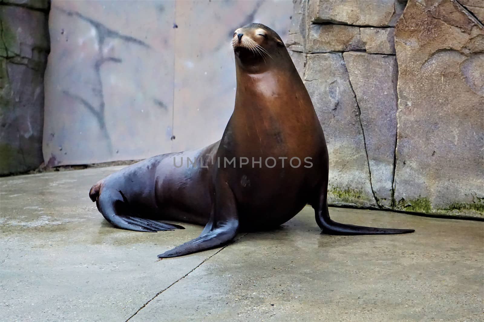 California sea lion stasnding and looking on rock