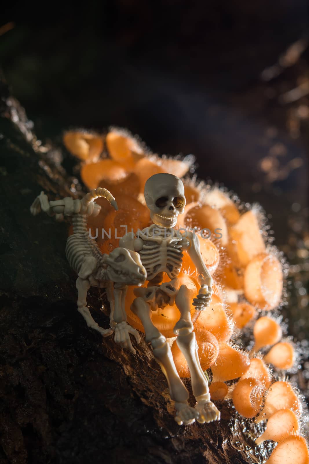 Skeleton sitting with his dog in the woods