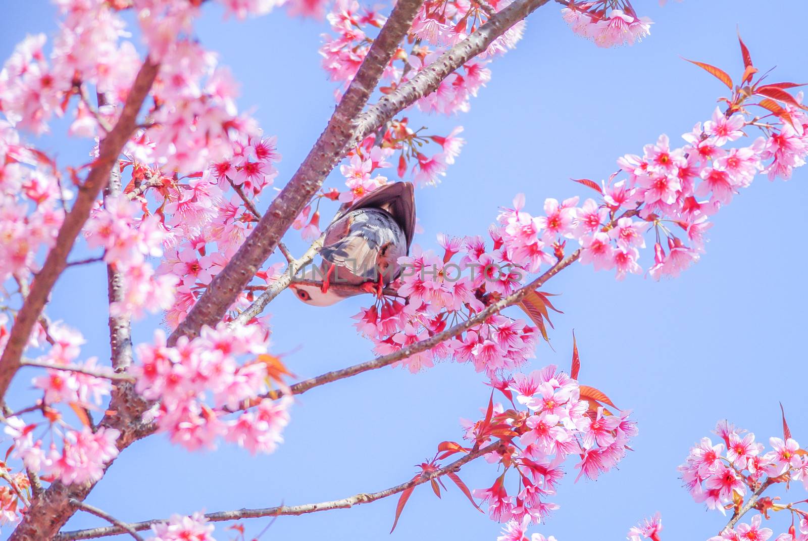 Pink Cherry Blosssom with white-headed bulbul bird by yuiyuize