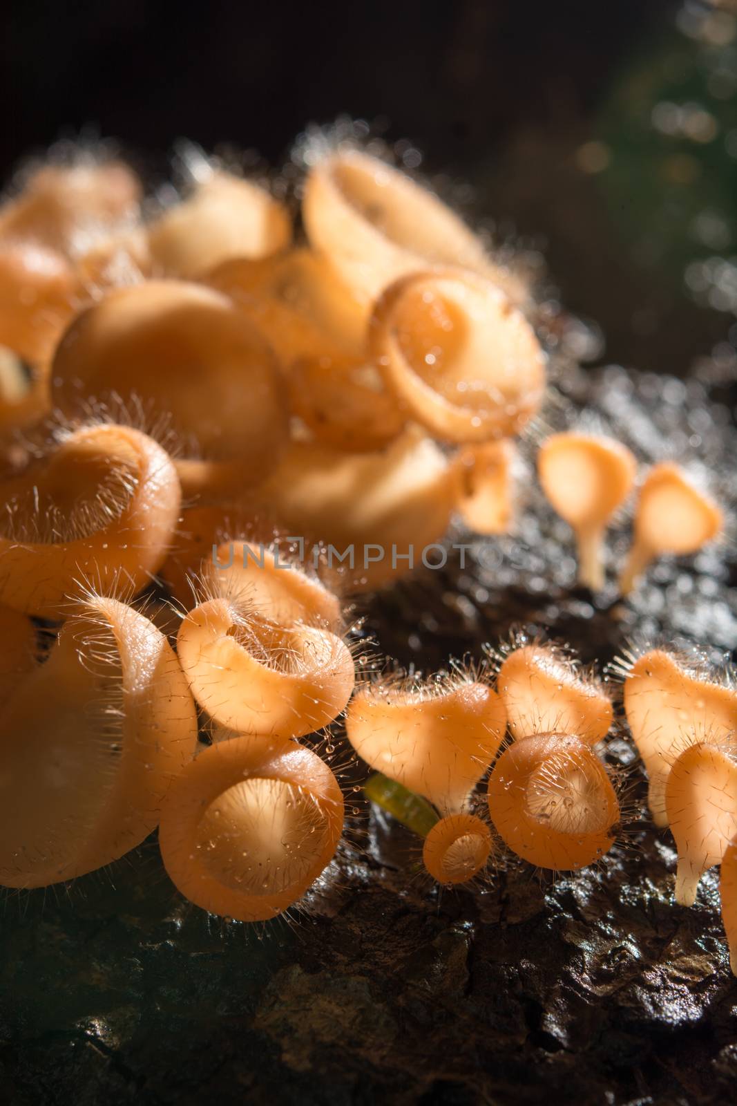 Mushroom in the rain forest among the fallen leaves and bark