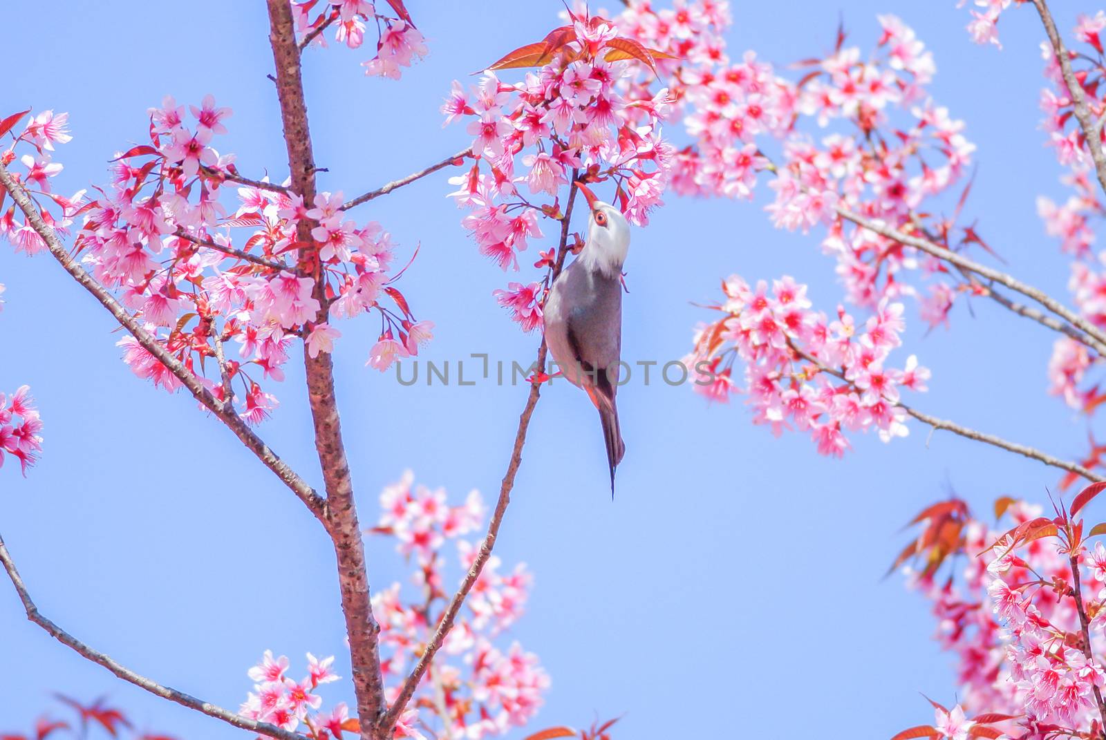 Pink Cherry Blosssom with white-headed bulbul bird by yuiyuize