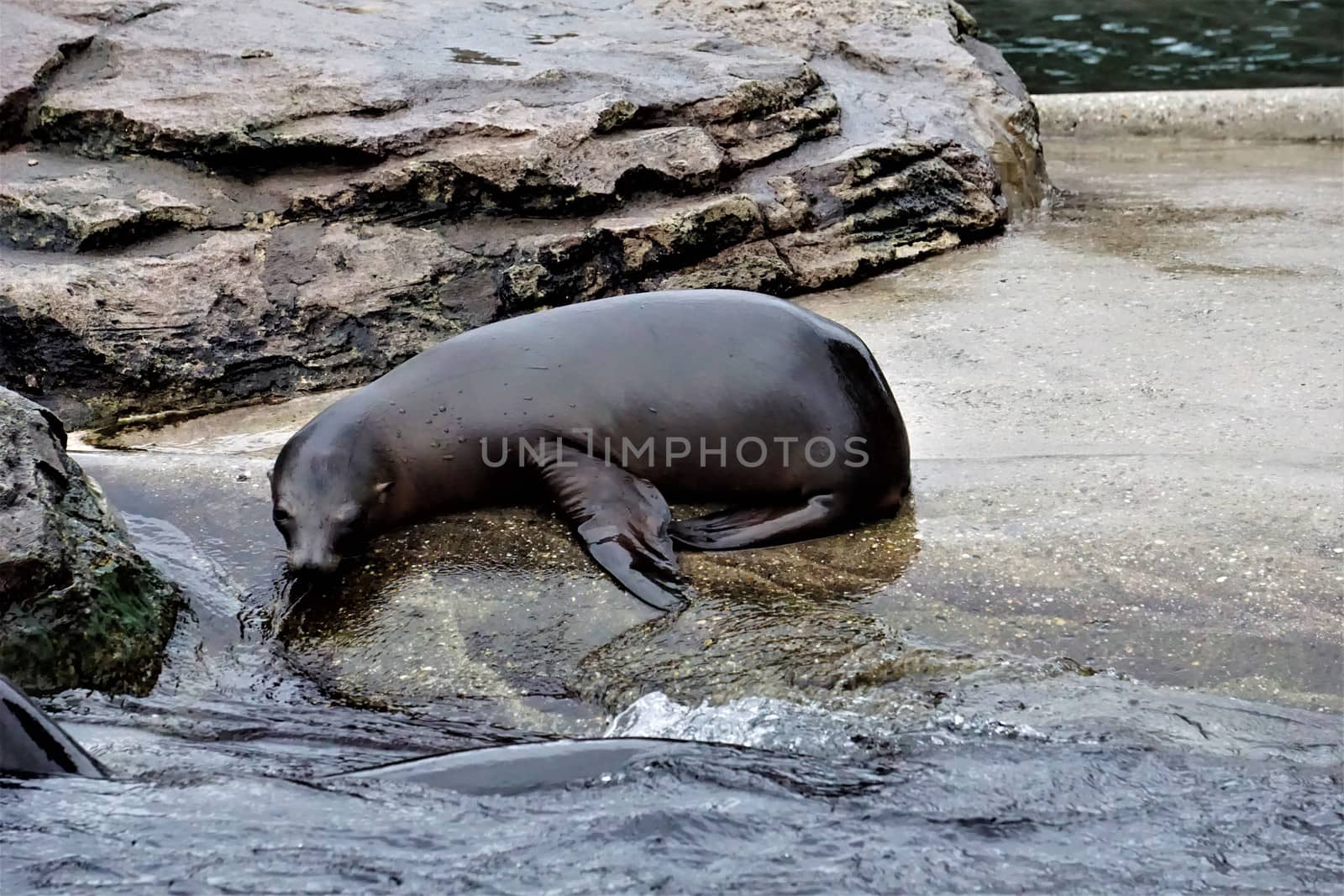 A young California sea lion looking into the water