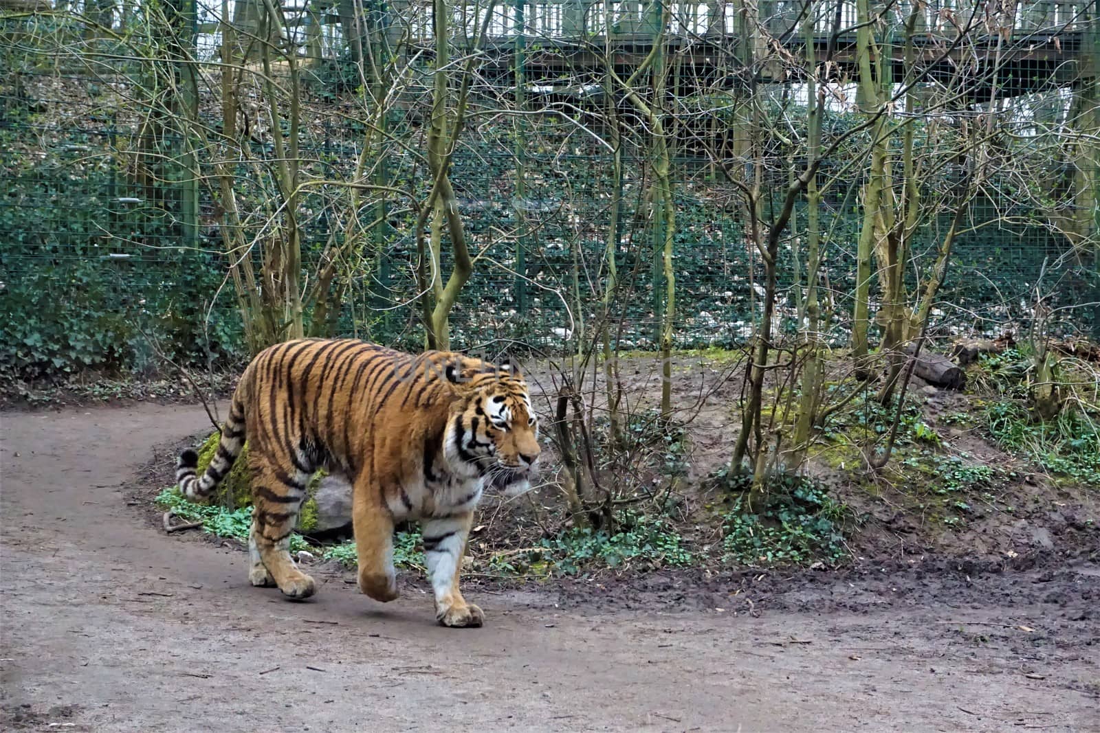 Siberian tiger walking through forest by pisces2386