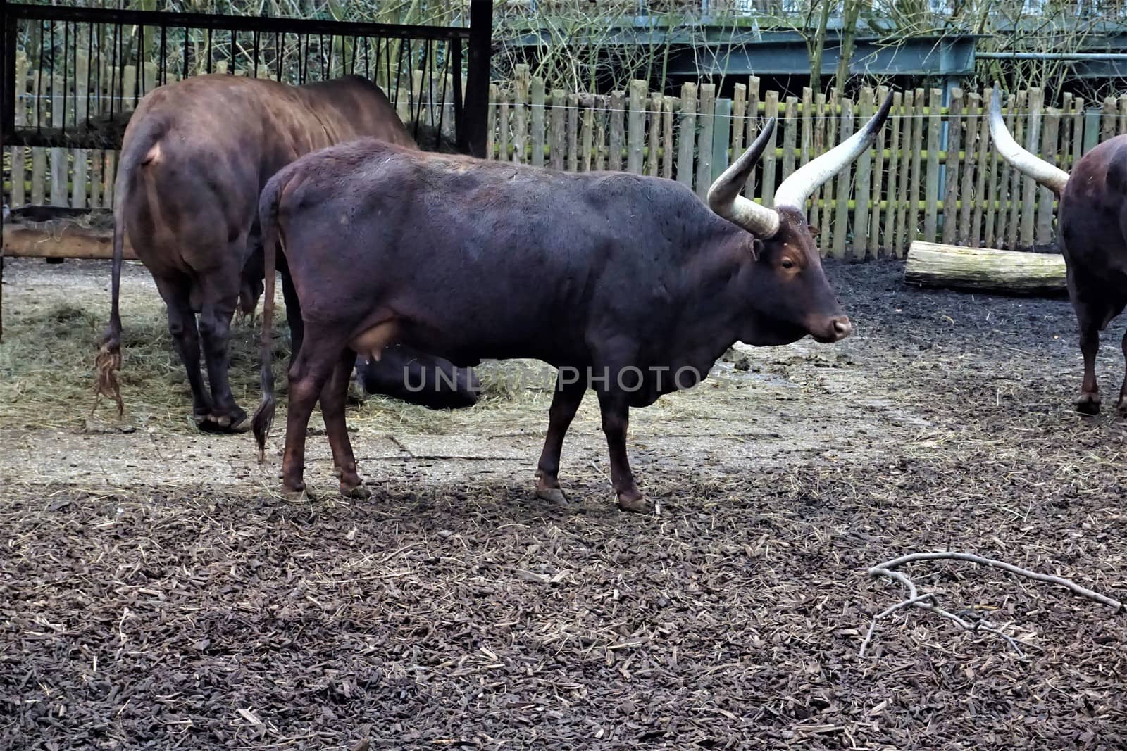 Group of Ankole-Watusi cattle standing in the zoo