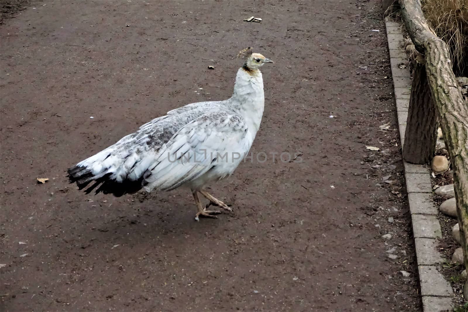 Young white peacock standing on a path by pisces2386