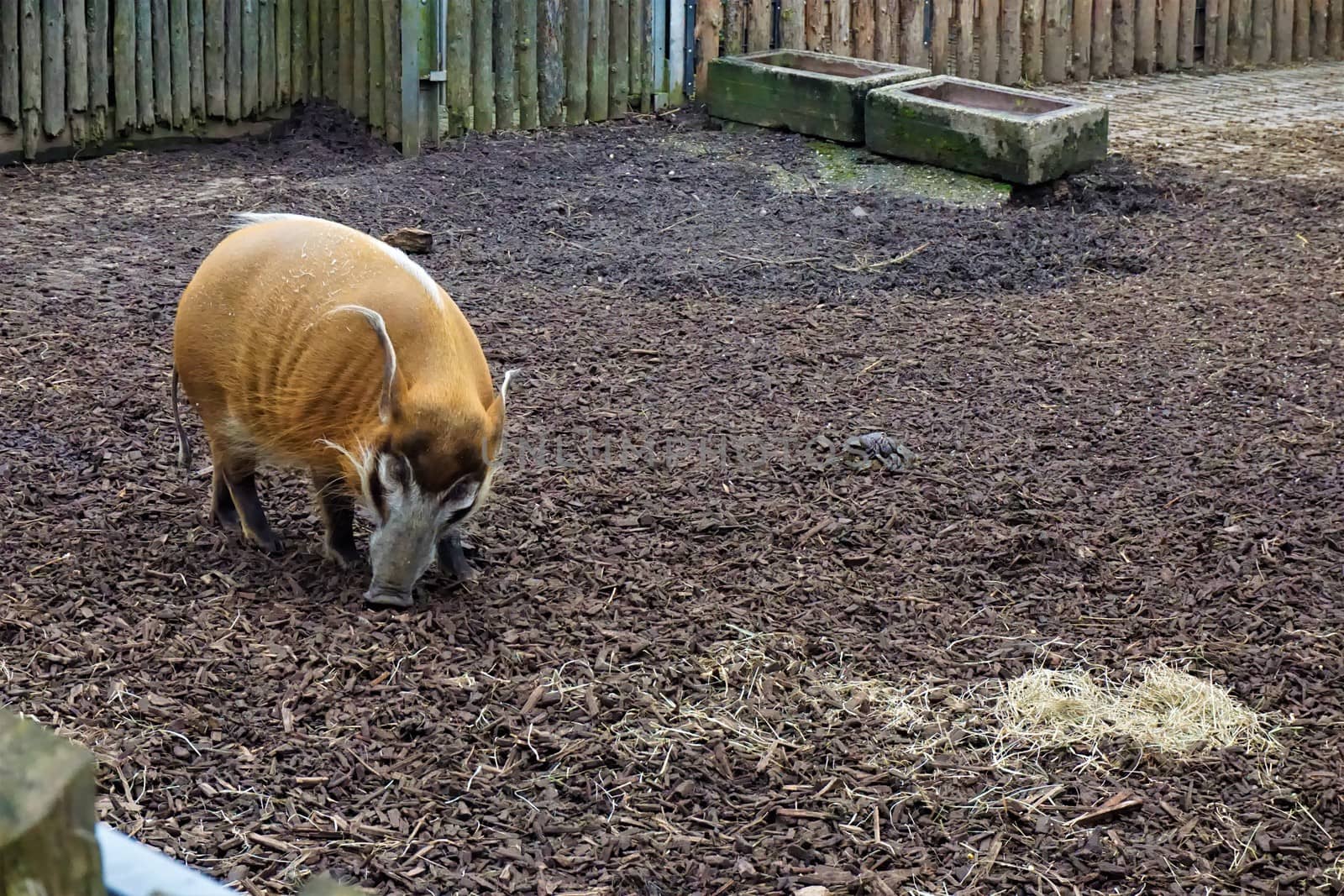 Red river hog in the zoo of Landau, Germany