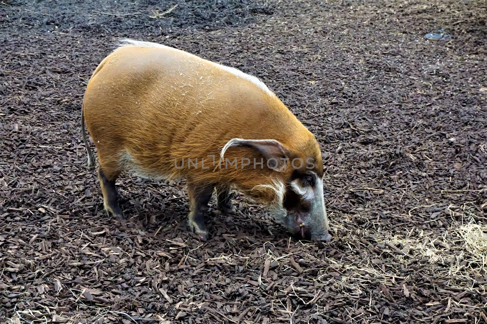 Red river hog searching for food in the dirt