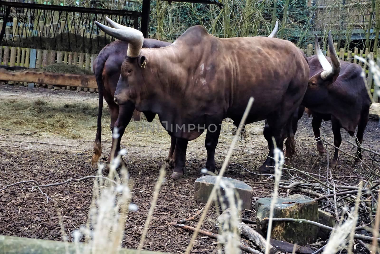 Group of Ankole-Watusi standing behind grass in the zoo