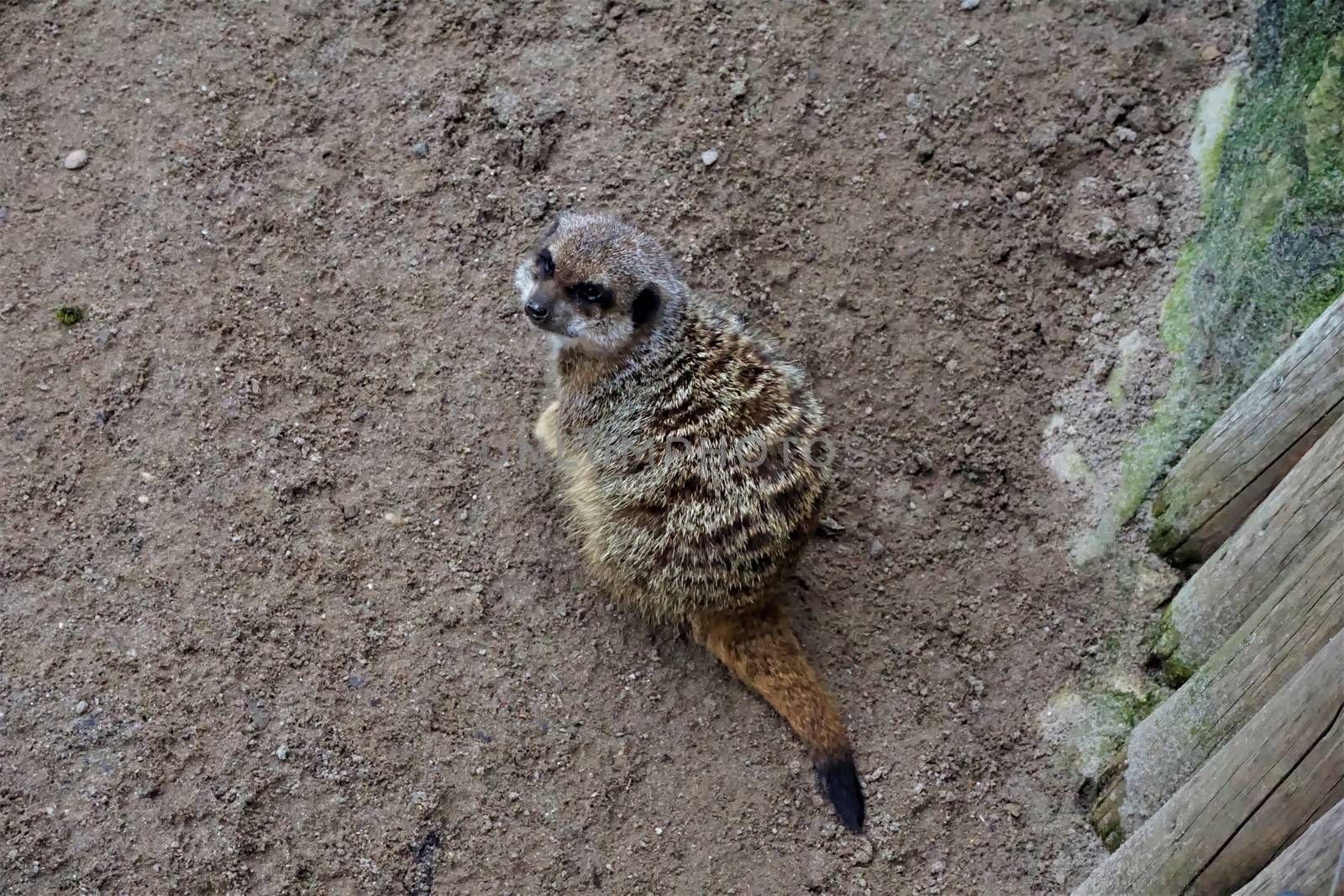 Meerkat sittin in the sand in Landau zoo
