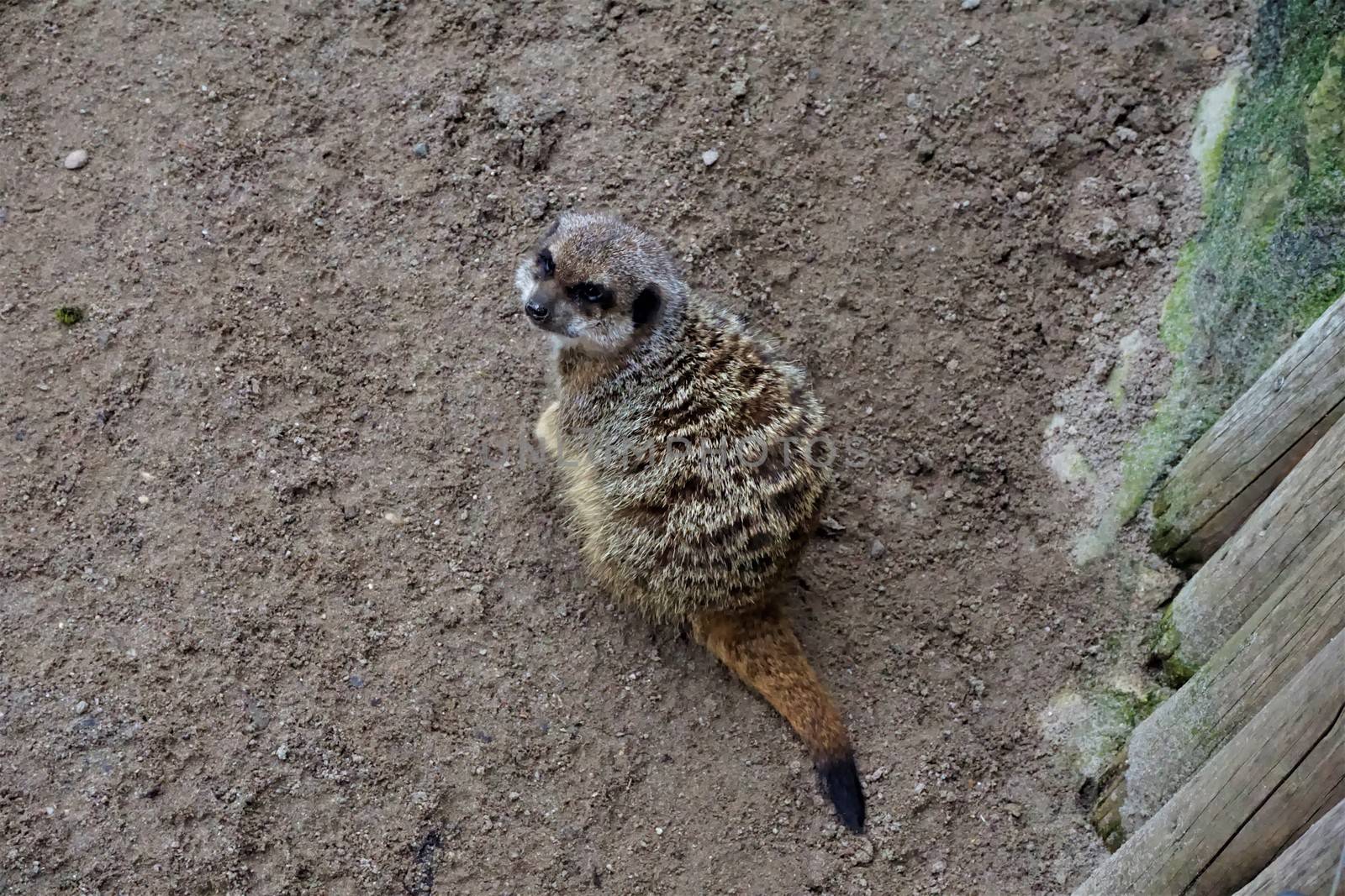 Meerkat sittin in the sand by pisces2386