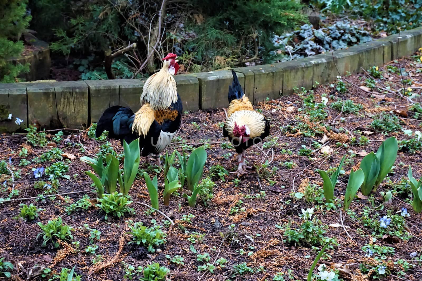 Bantam cock and hen in the zoo of Landau, Germany