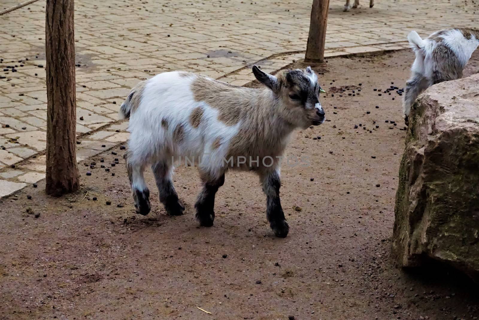 Little baby goat and rock in the zoo