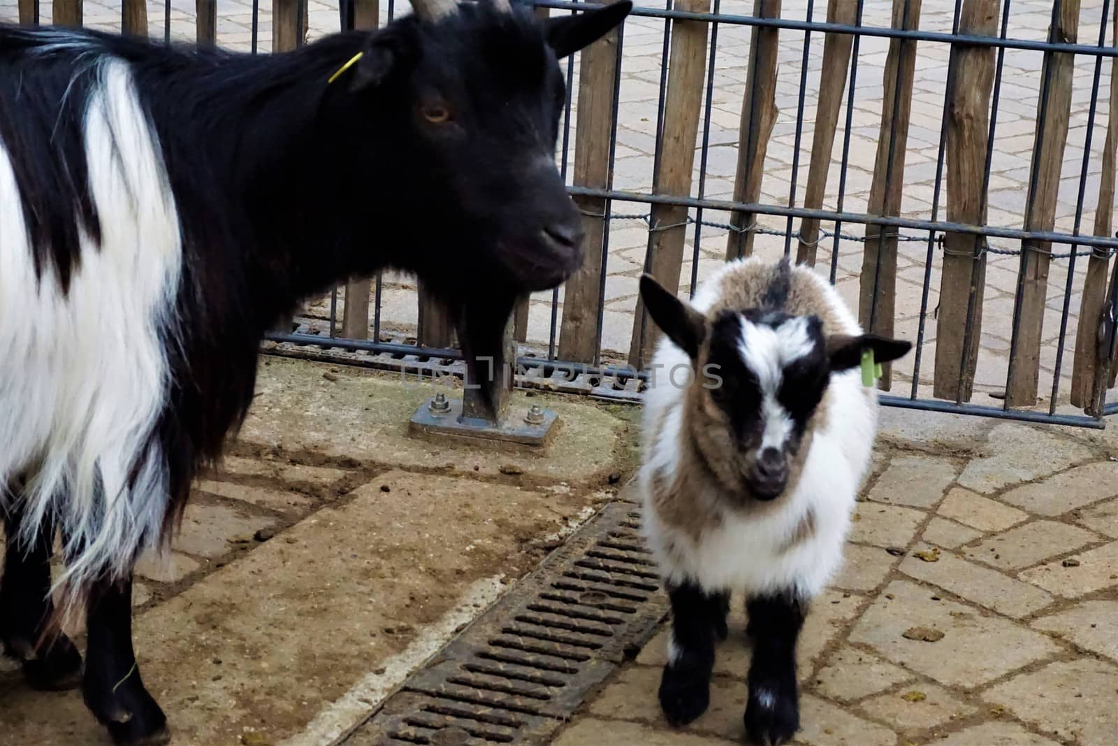 Baby and adult goat standing in front of fence