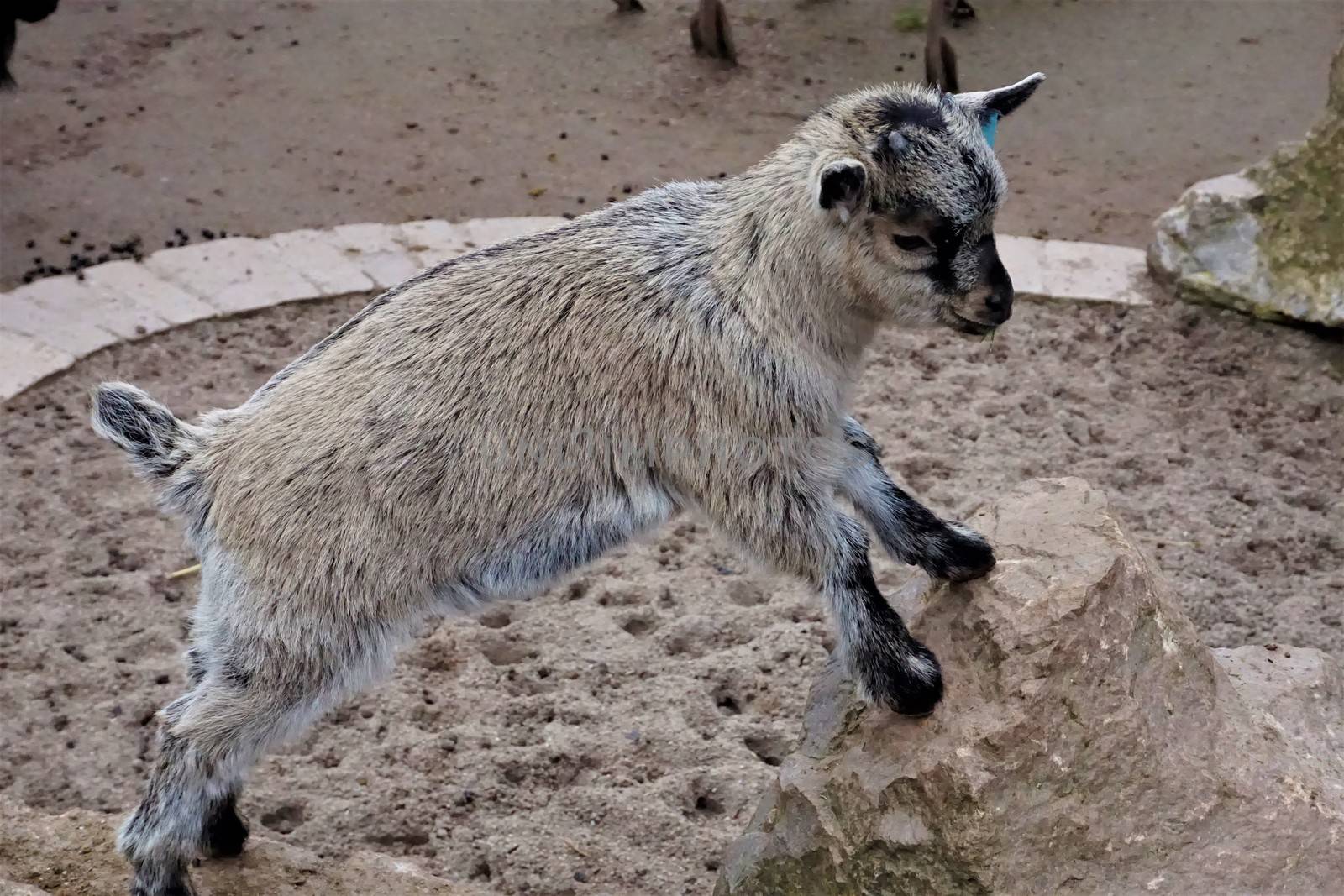 A little baby goat standing on a rock