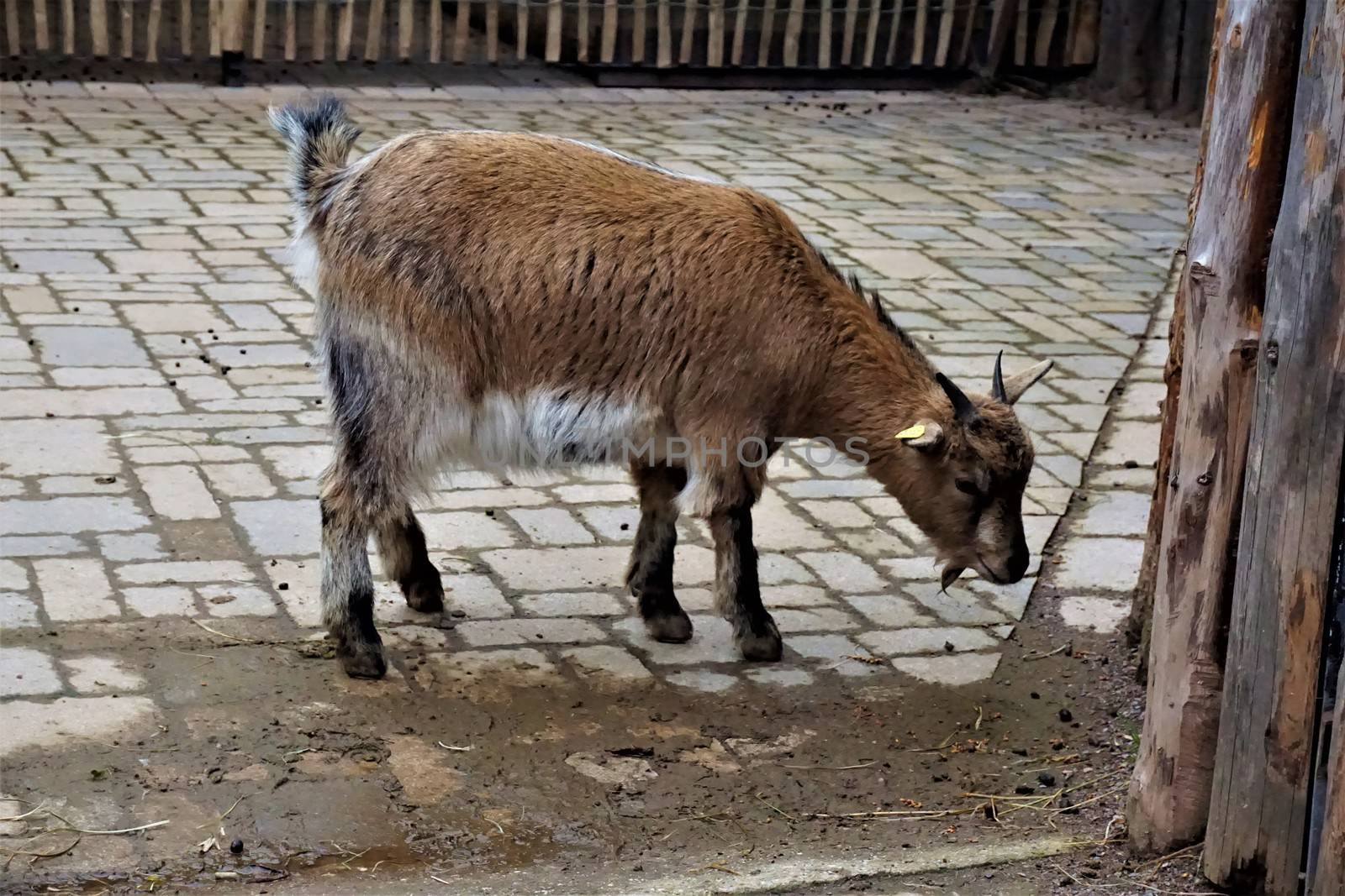 A teenage goat smelling on the floor