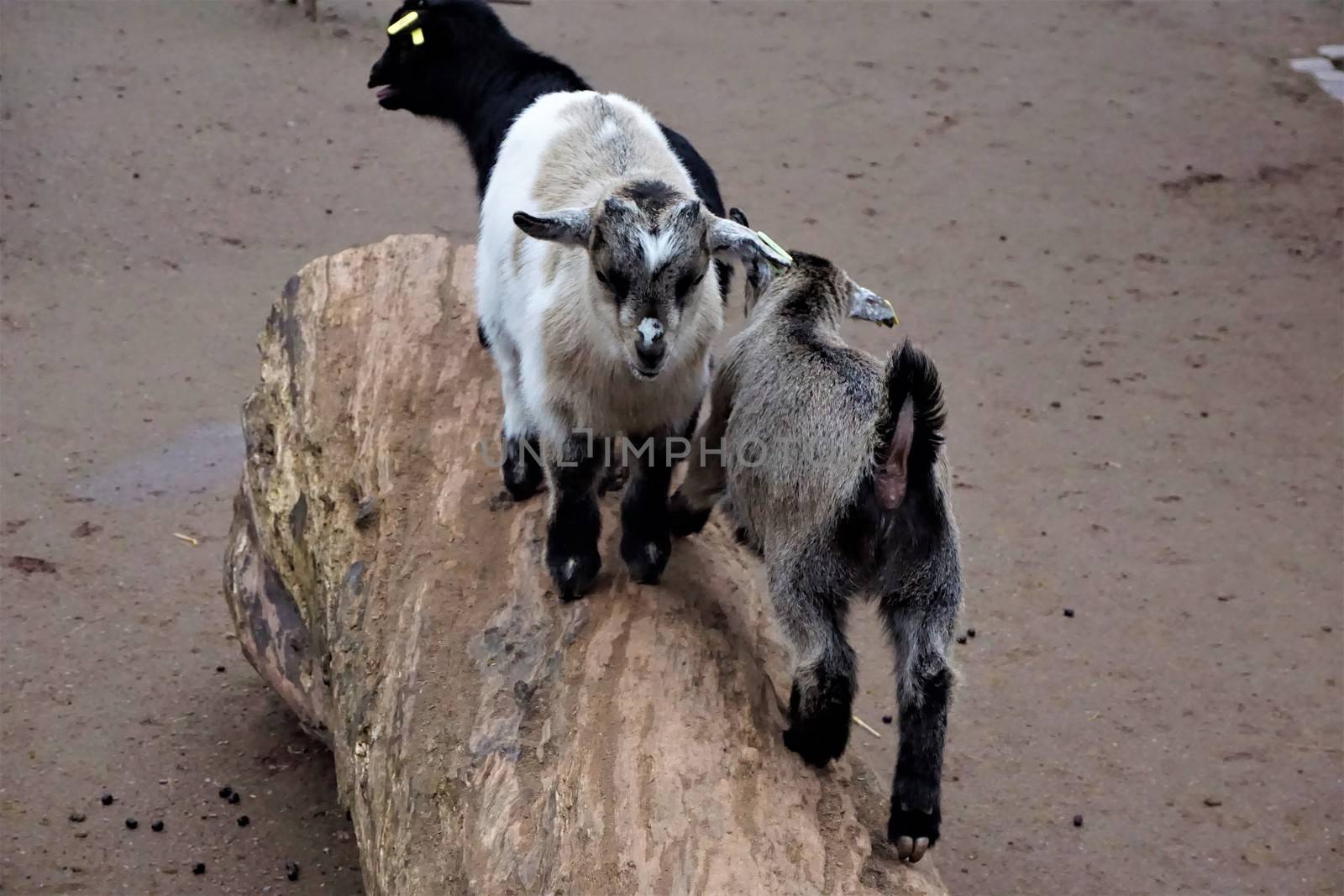 Cute baby goats are climbing a trunk