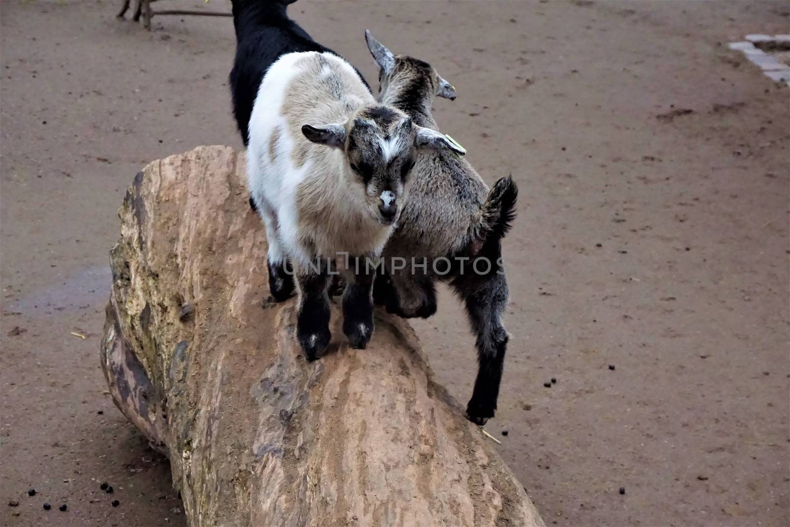 Baby goats standing on a trunk in the zoo