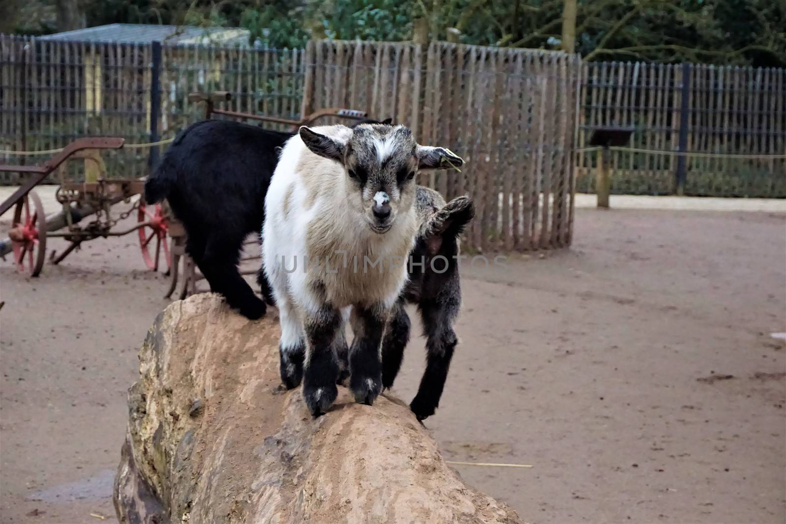 Cute baby goats standing on a trunk in the zoo