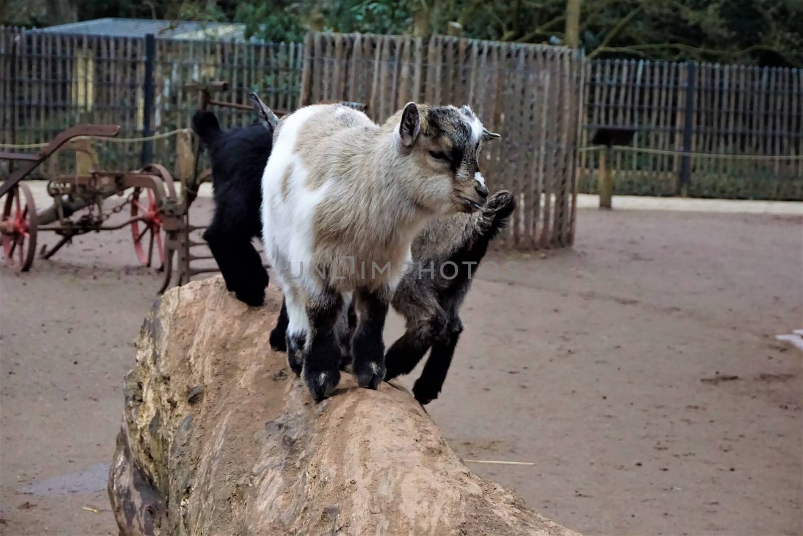 Three little baby goats standing on a trunk