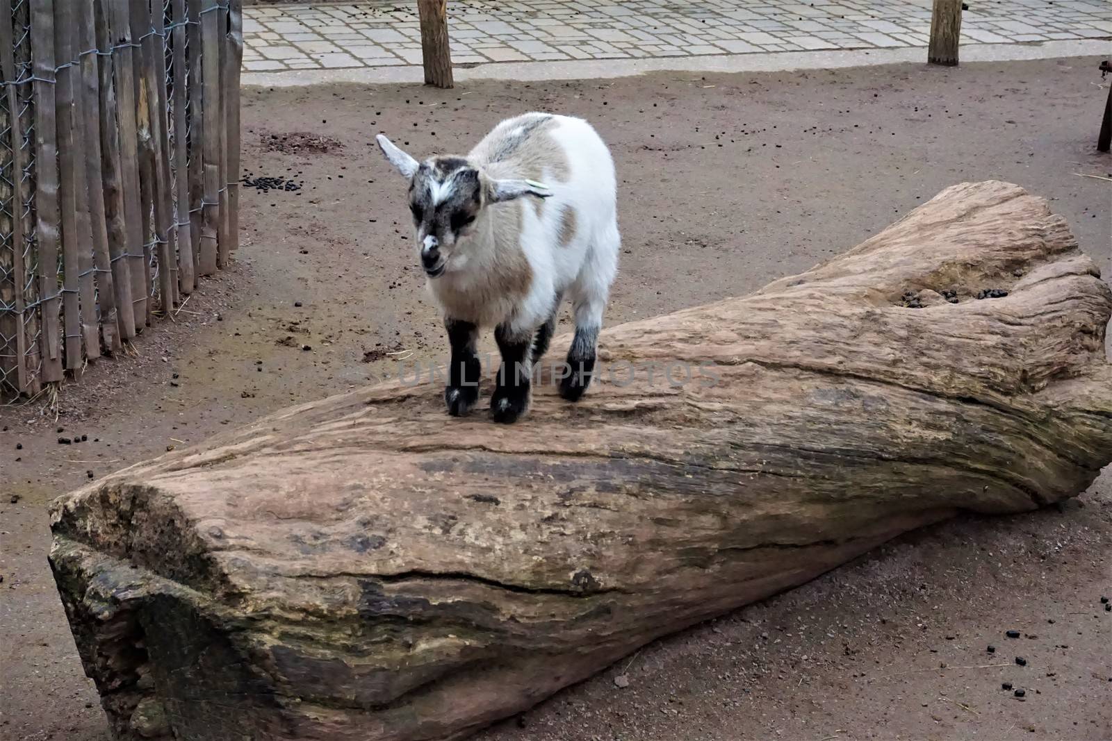 A little baby goat climbing a trunk in the zoo