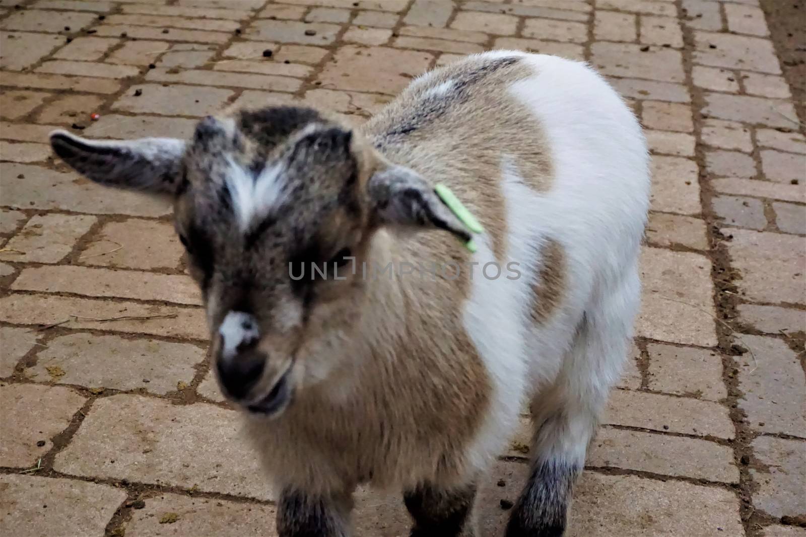 Portrait of a cute baby goat in the zoo