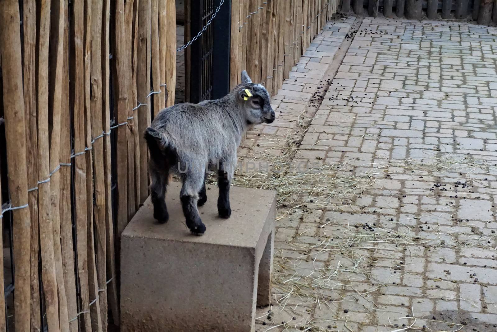 A cute baby goat standing on a stone bench