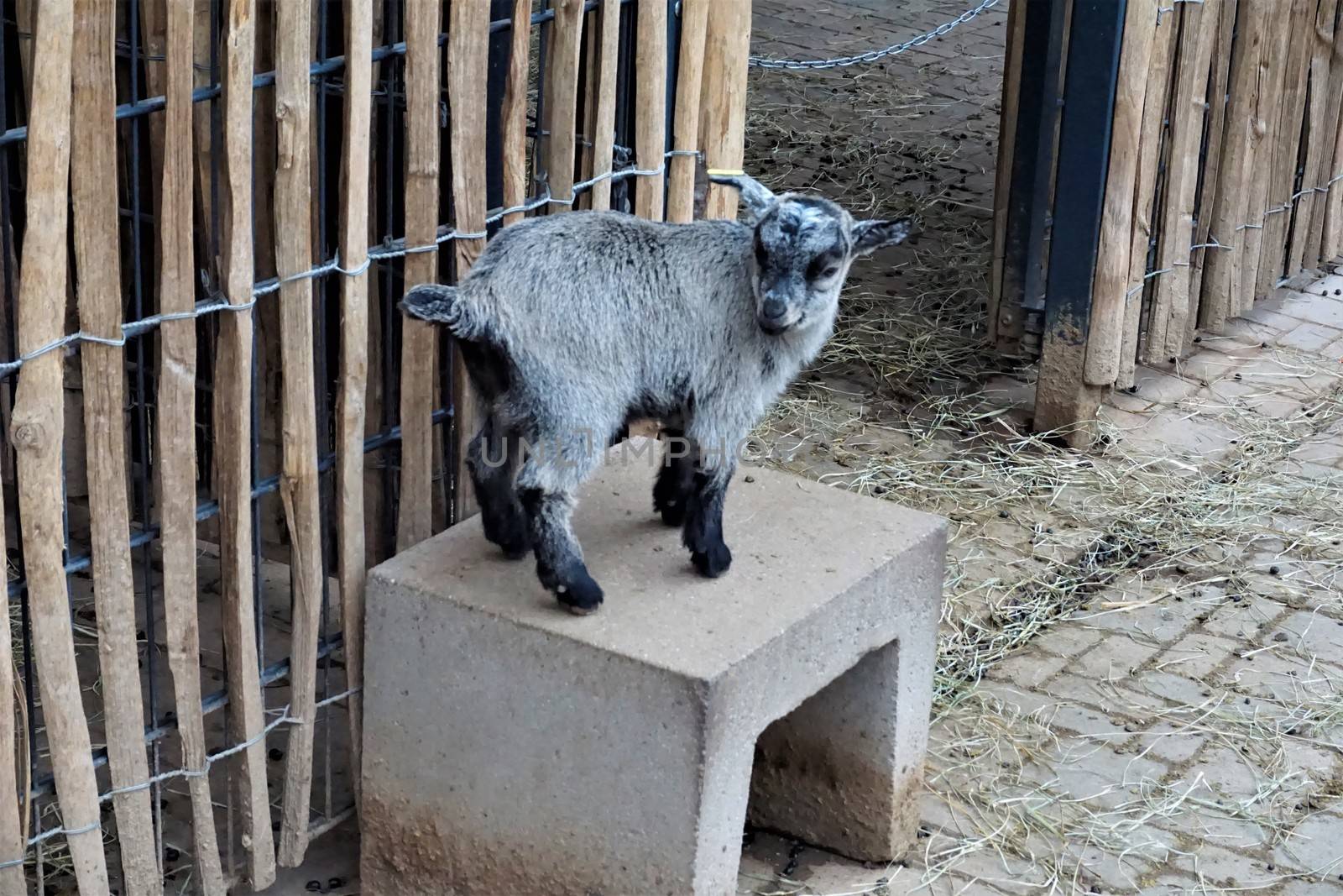 Baby goat on stone bench in front of a fence