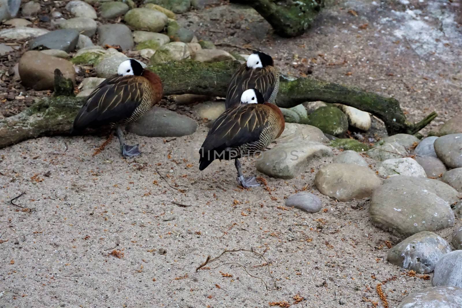 Three white-faced whistling ducks in the sand by pisces2386