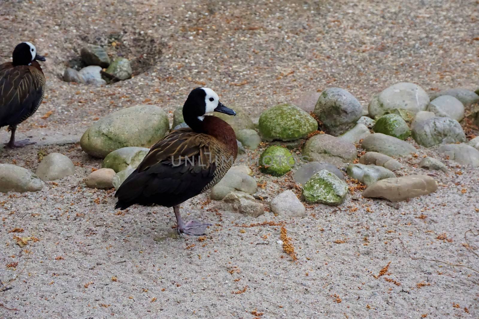 Two white-faced whistling ducks standing in the sand