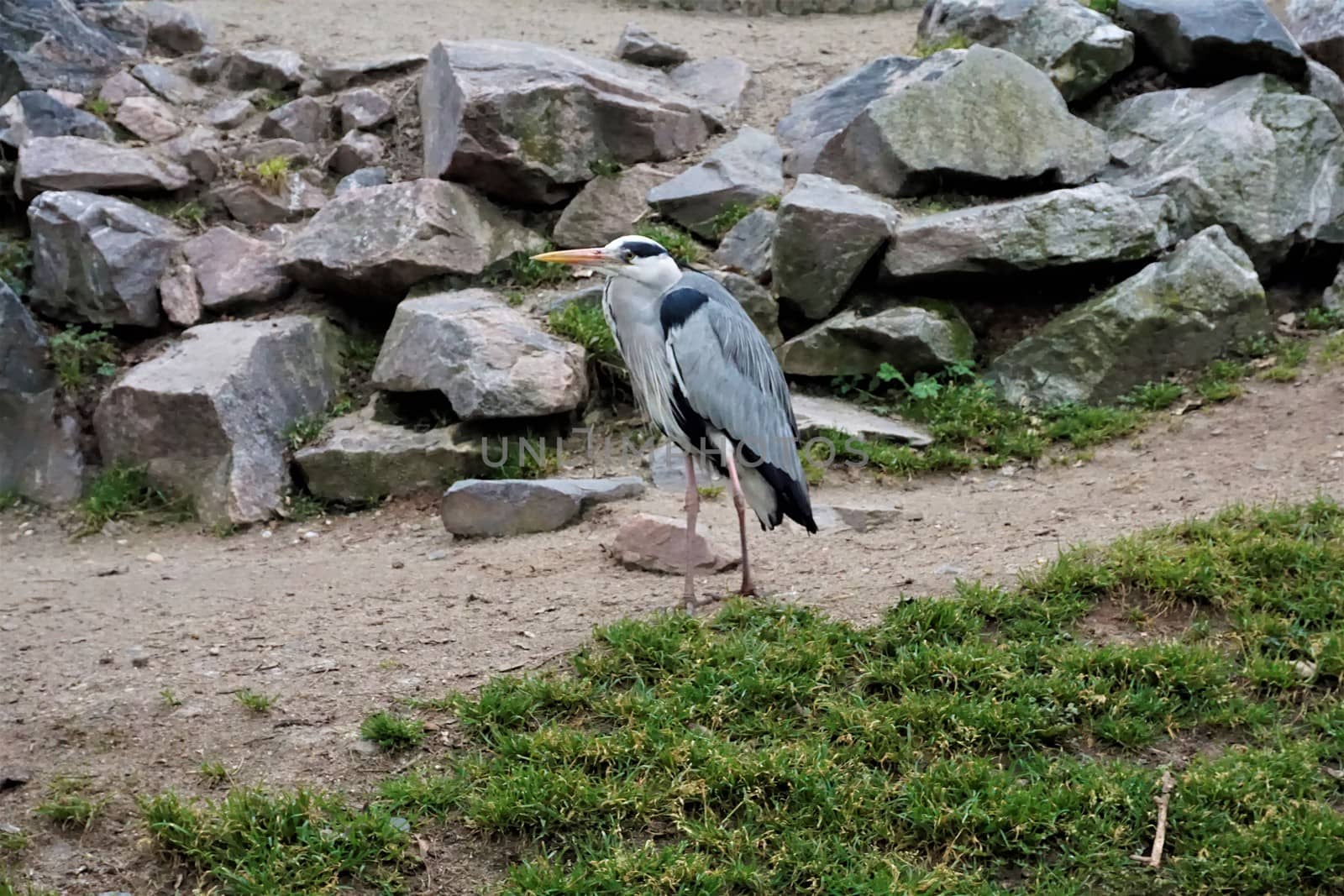 Grey heron standing on a path with meadow and rocks