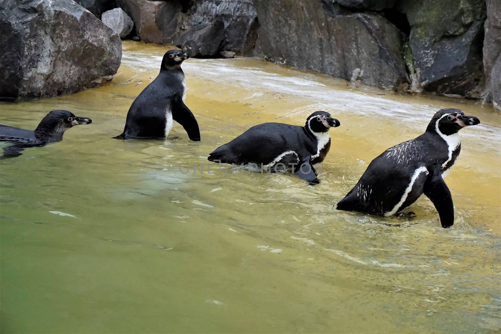 A group of Humboldt penguins walking out of the pool