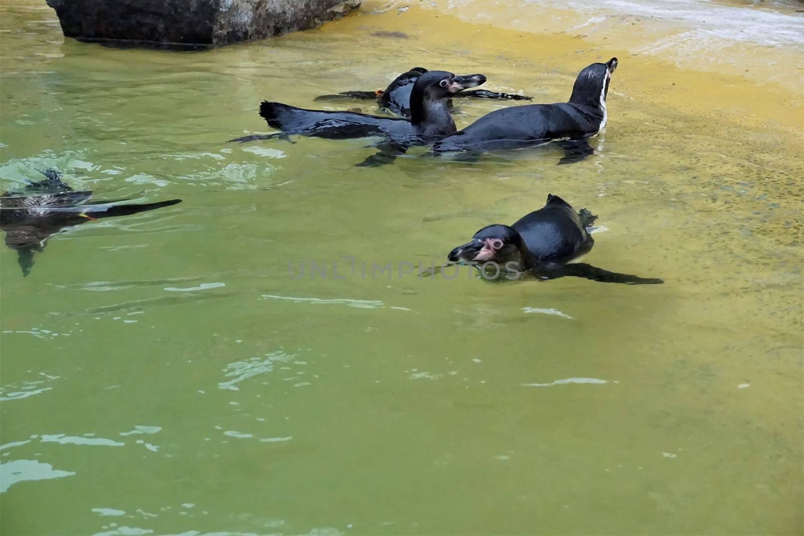 A group of Humboldt penguins swimming in their basin