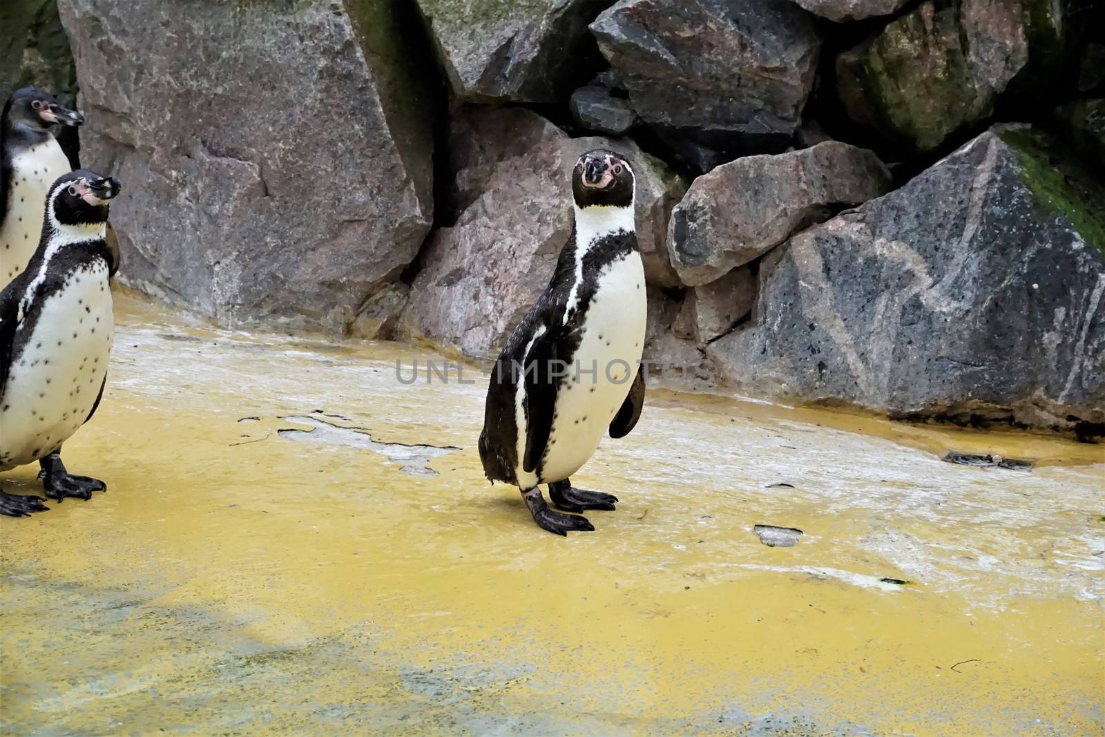 A group of Humboldt penguins standing beside the pool