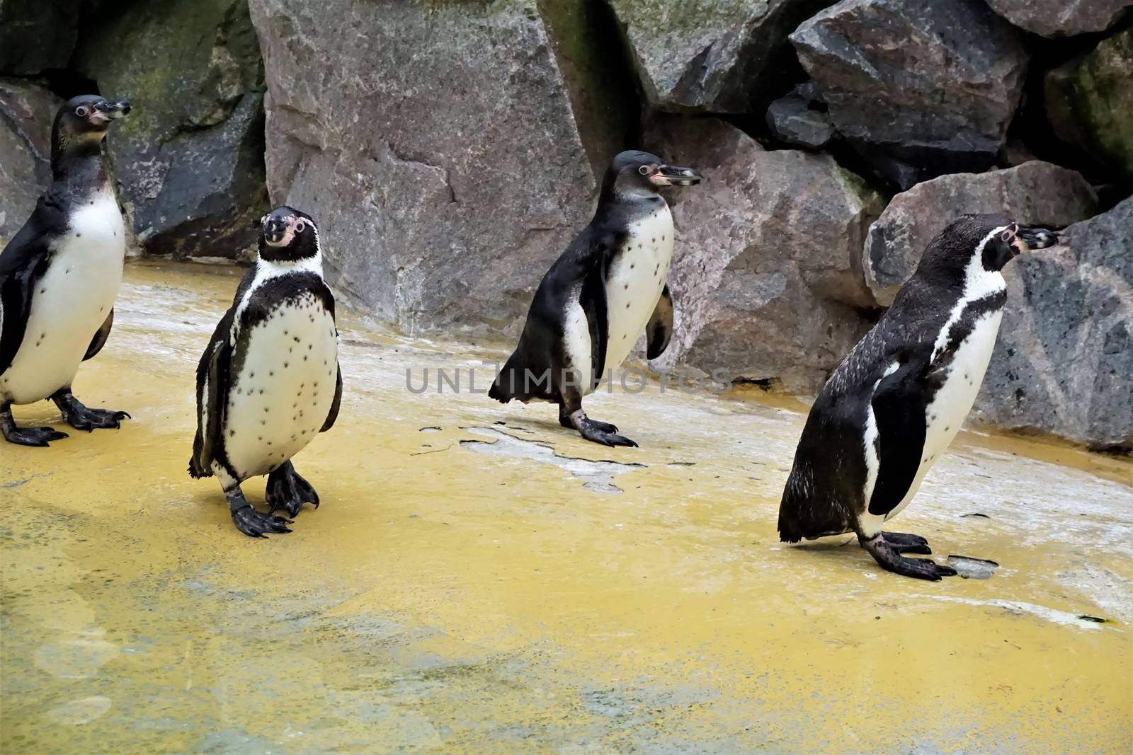 A group of Humboldt penguins walking beside the pool