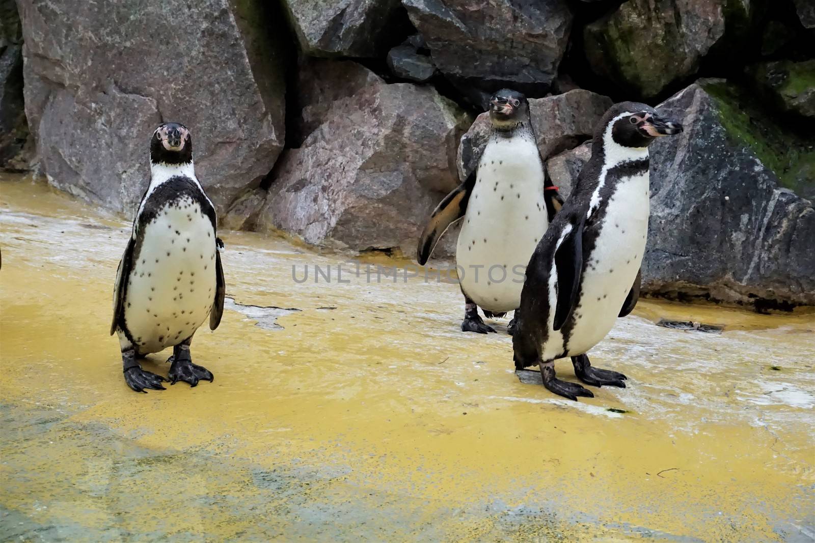 Three Humboldt penguins standing in front of stone wall in the zoo by pisces2386