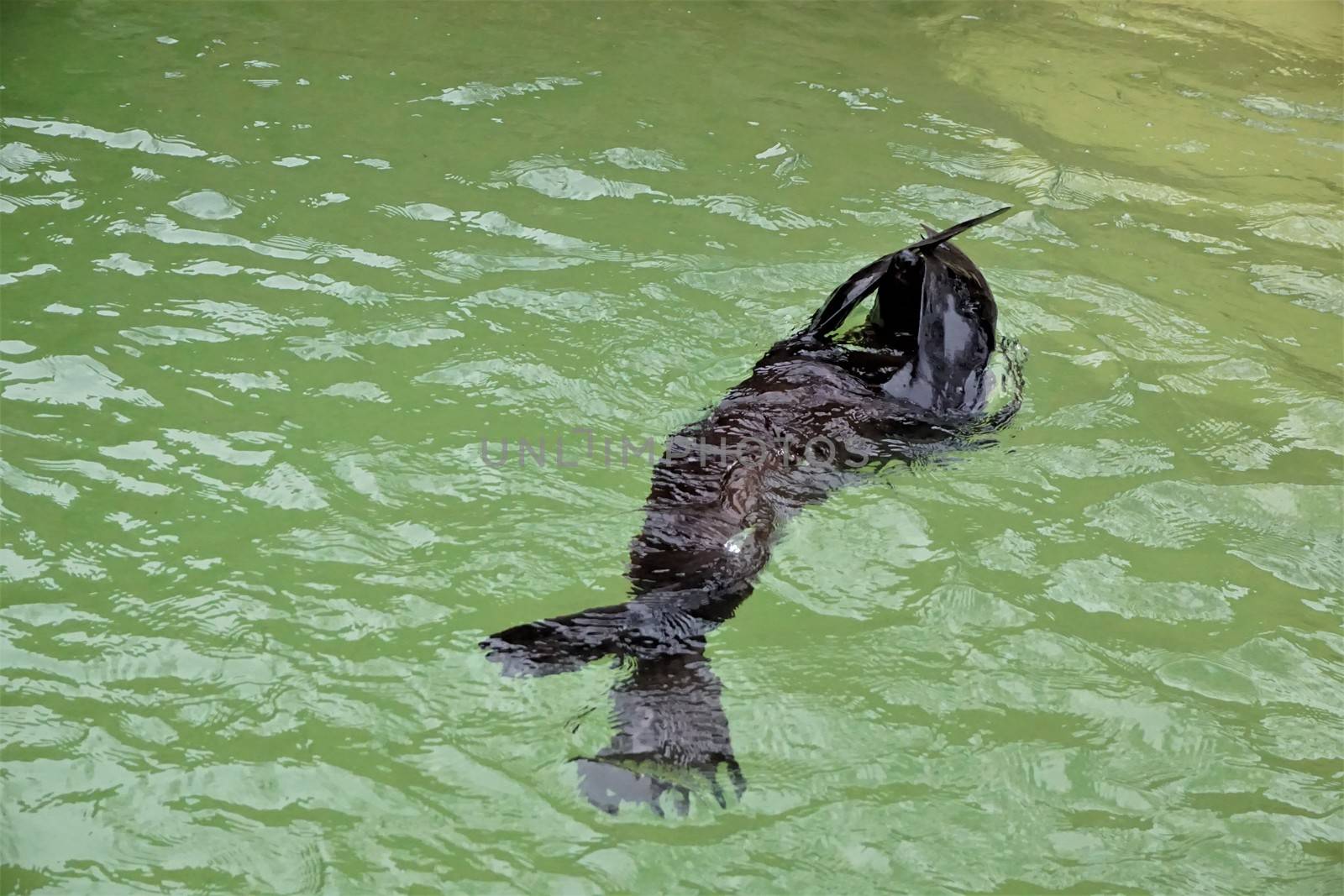 A South American fur seal playing hide and seek in the pool