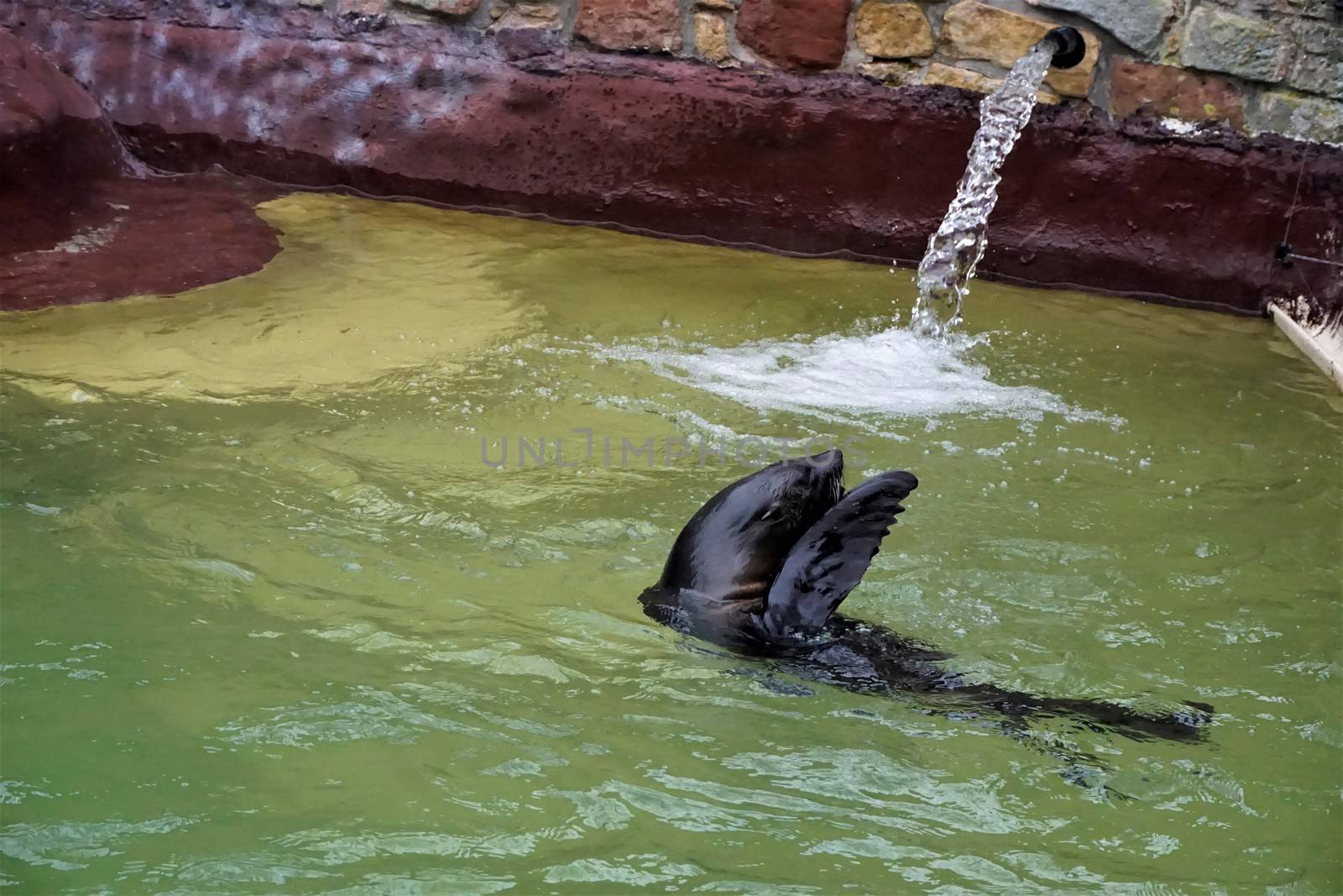 A South American fur seal swimming in the pool