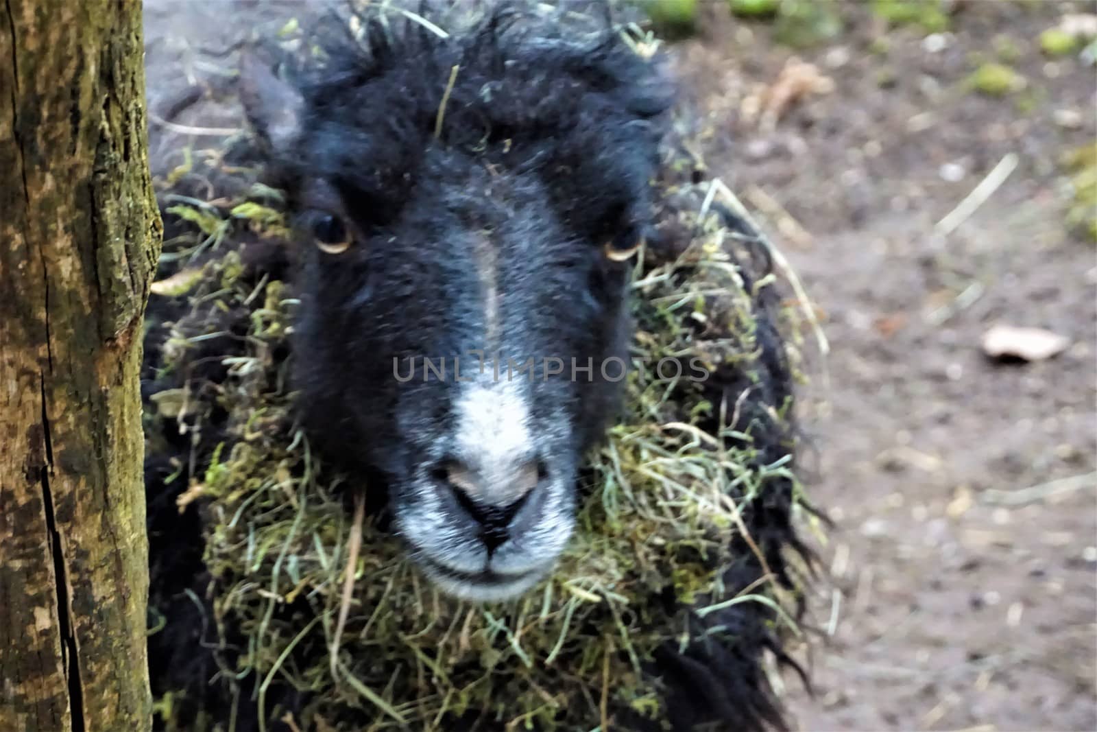 A black Ouessant sheep looking into the camera