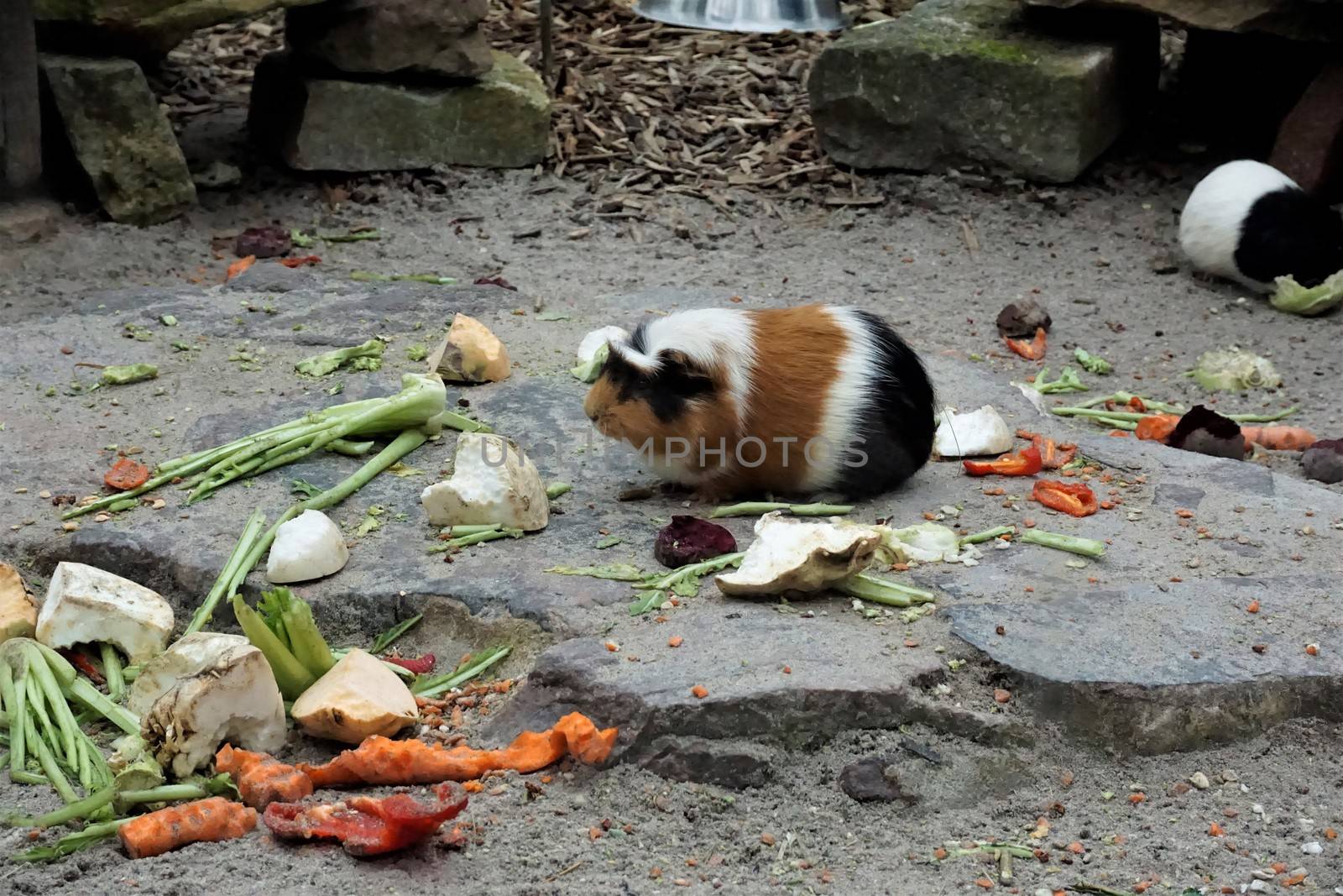 Guinea pigs outside on stone and sand eating vegetables by pisces2386