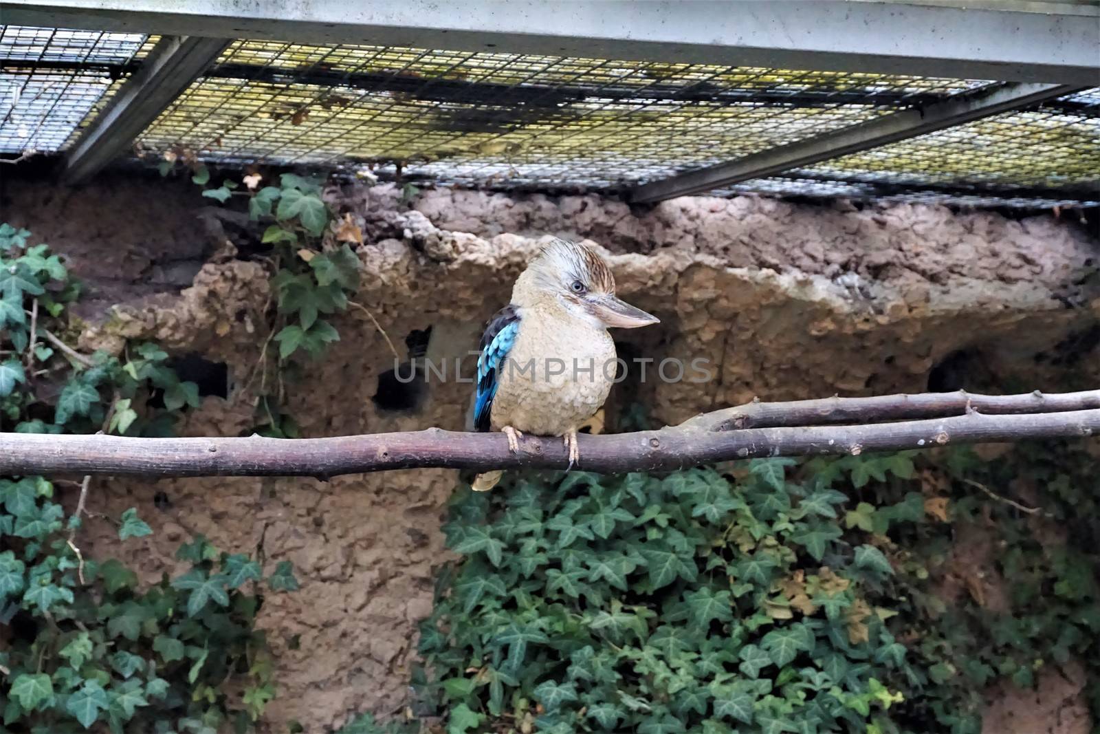 Laughing kookaburra sitting on branch in front of wall by pisces2386