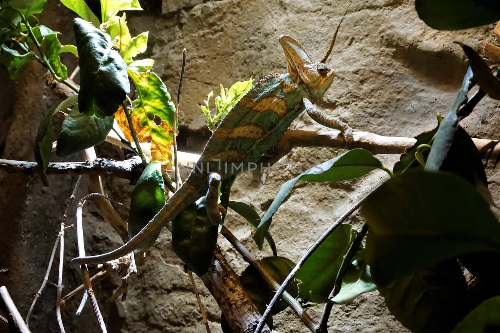 Veild Chameleon on a branch in front of wall by pisces2386