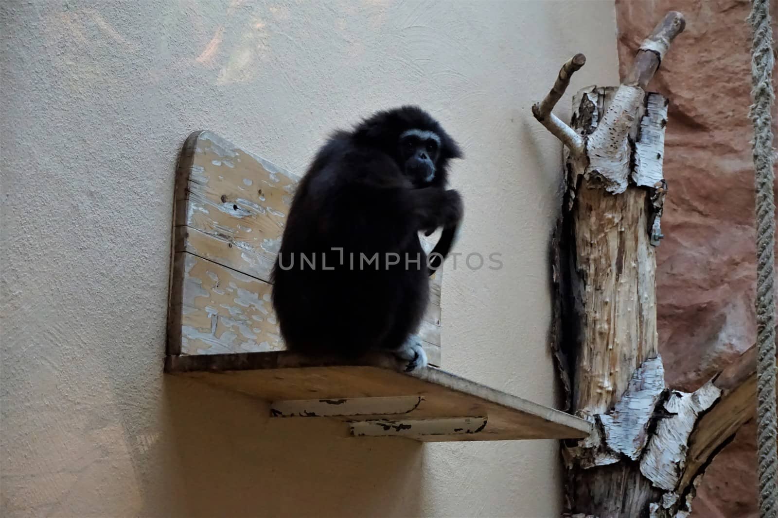 Black lar gibbon sitting and looking thoughtful by pisces2386