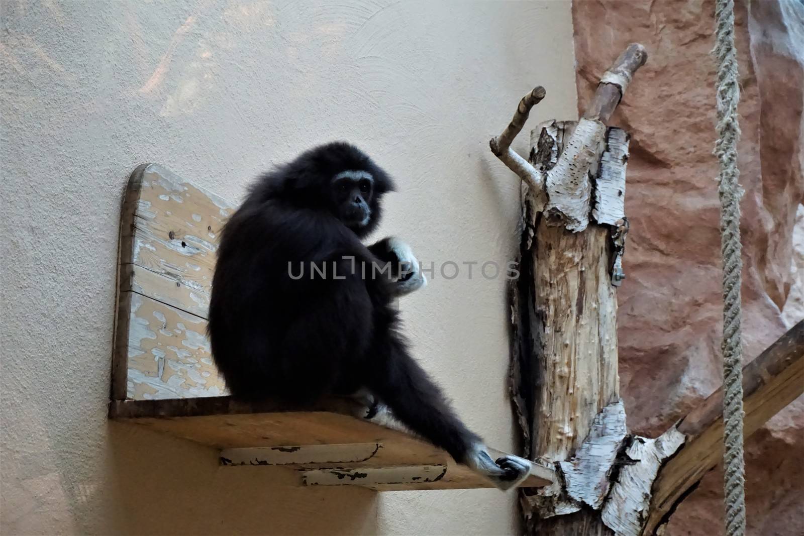 A black lar gibbon scratching its arm