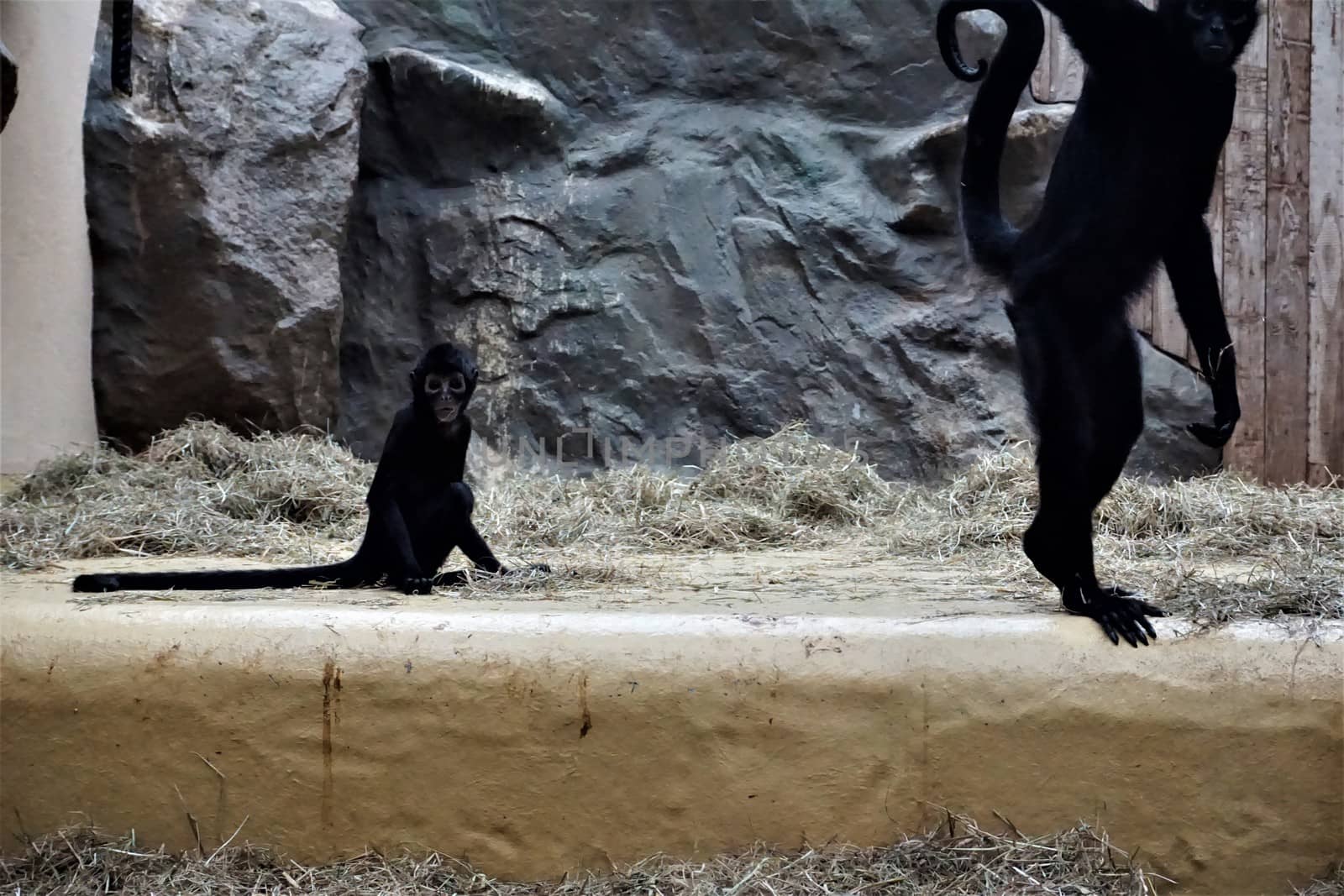 Black-headed spider monkey baby and adult by pisces2386